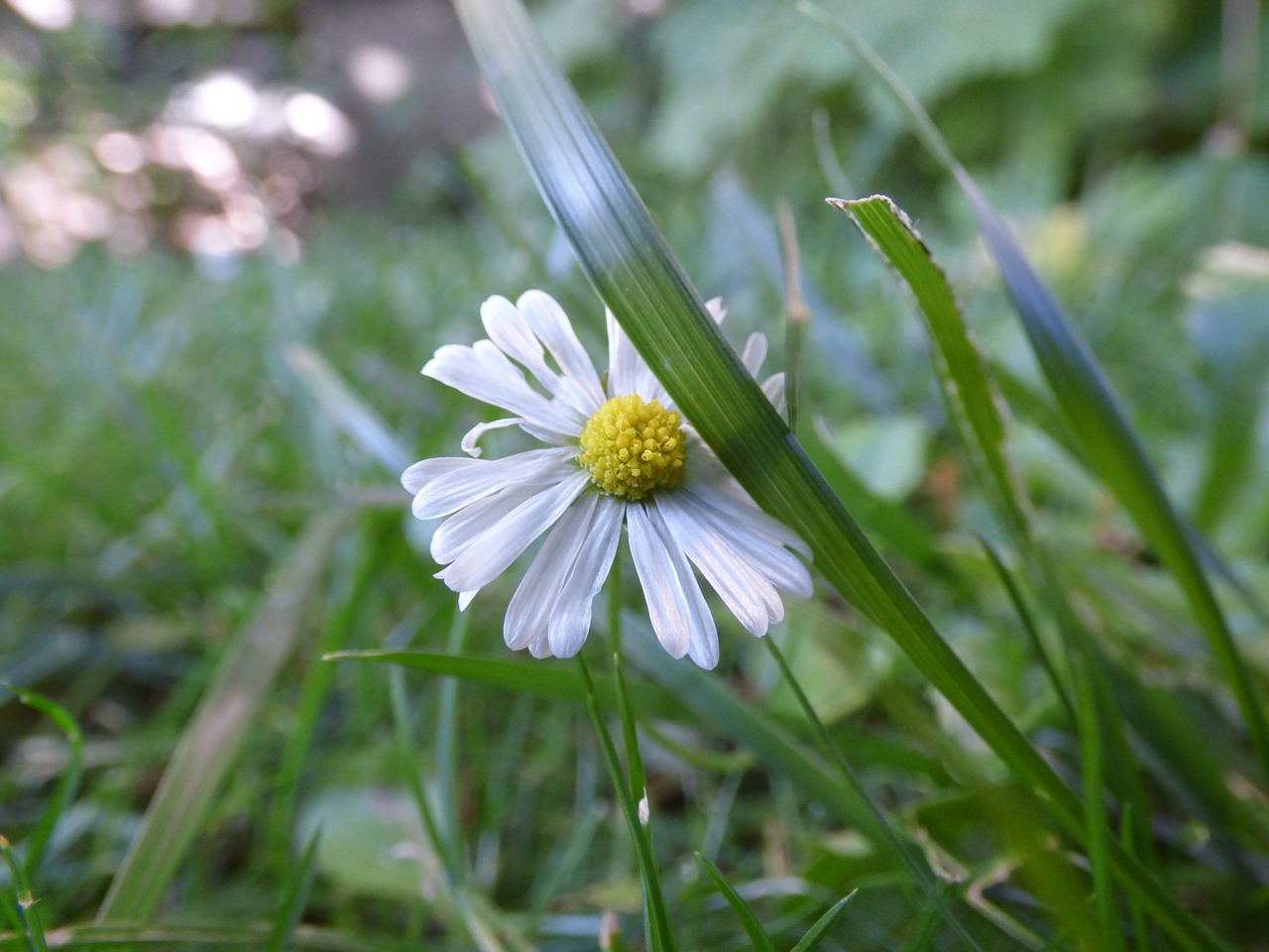 Daisy, Žolė, Gėlė, Žalias, Sodas, Gamta, Out, Augmenija, Vasara, Augalai