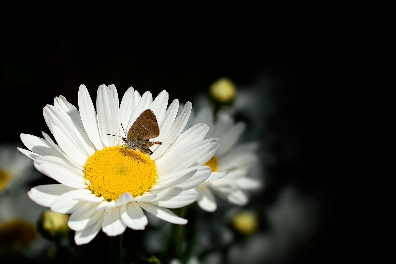 Daisy, Drugelis, Balta Vasara, Vabzdys, Fonas, Tapetai, Sodas, Gamta, Išsamiai, Nemokamos Nuotraukos