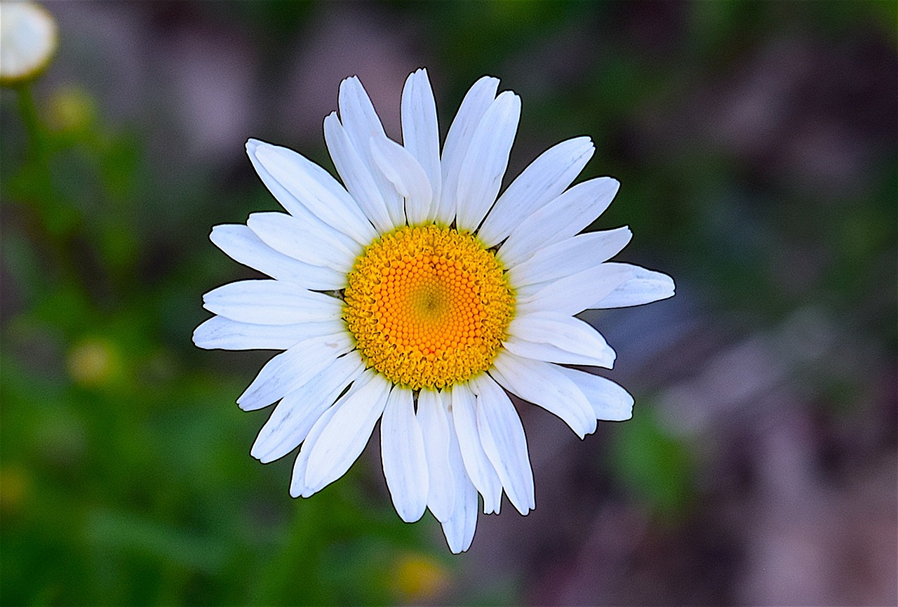 Daisy, Šviesus, Šviežias, Gamta, Gėlių, Vasara, Gėlė, Žiedas, Augalas, Natūralus