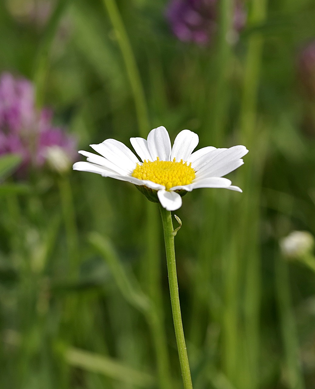 Daisy, Vienas, Gėlė, Balta, Geltona, Vertikaliai, Pieva, Žolė, Žalias, Gamta