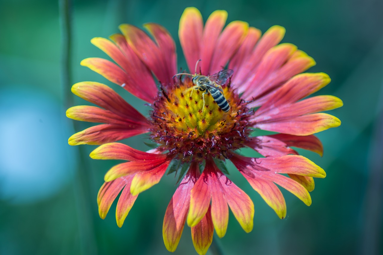 Daisy, Gėlė, Makro, Gamta, Pavasaris, Vasara, Augalas, Balta, Gėlių, Natūralus