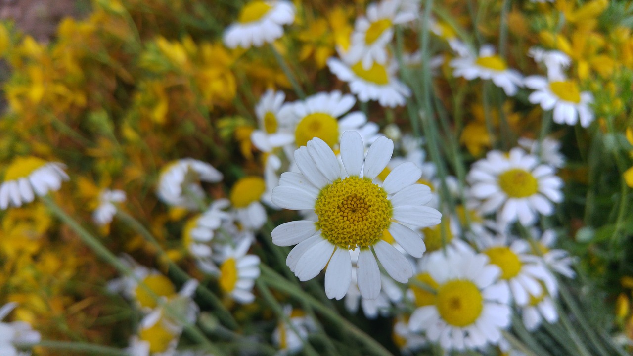 Daisy, Geltona, Sieninis Popierius, Fonas, Interneto Svetainės Dizainas, Dizainas, Kompiuteris, Nešiojamojo Kompiuterio, Augalas, Gėlė