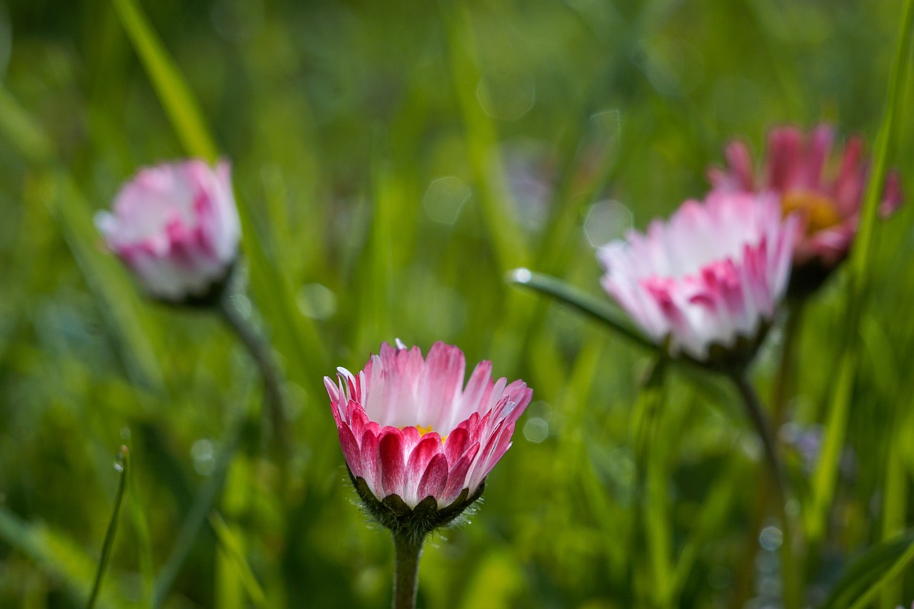 Daisy, Gėlės, Balta, Rožinis, Pieva, Lašas Vandens, Rosa, Žolė, Ašmenys, Pavasaris