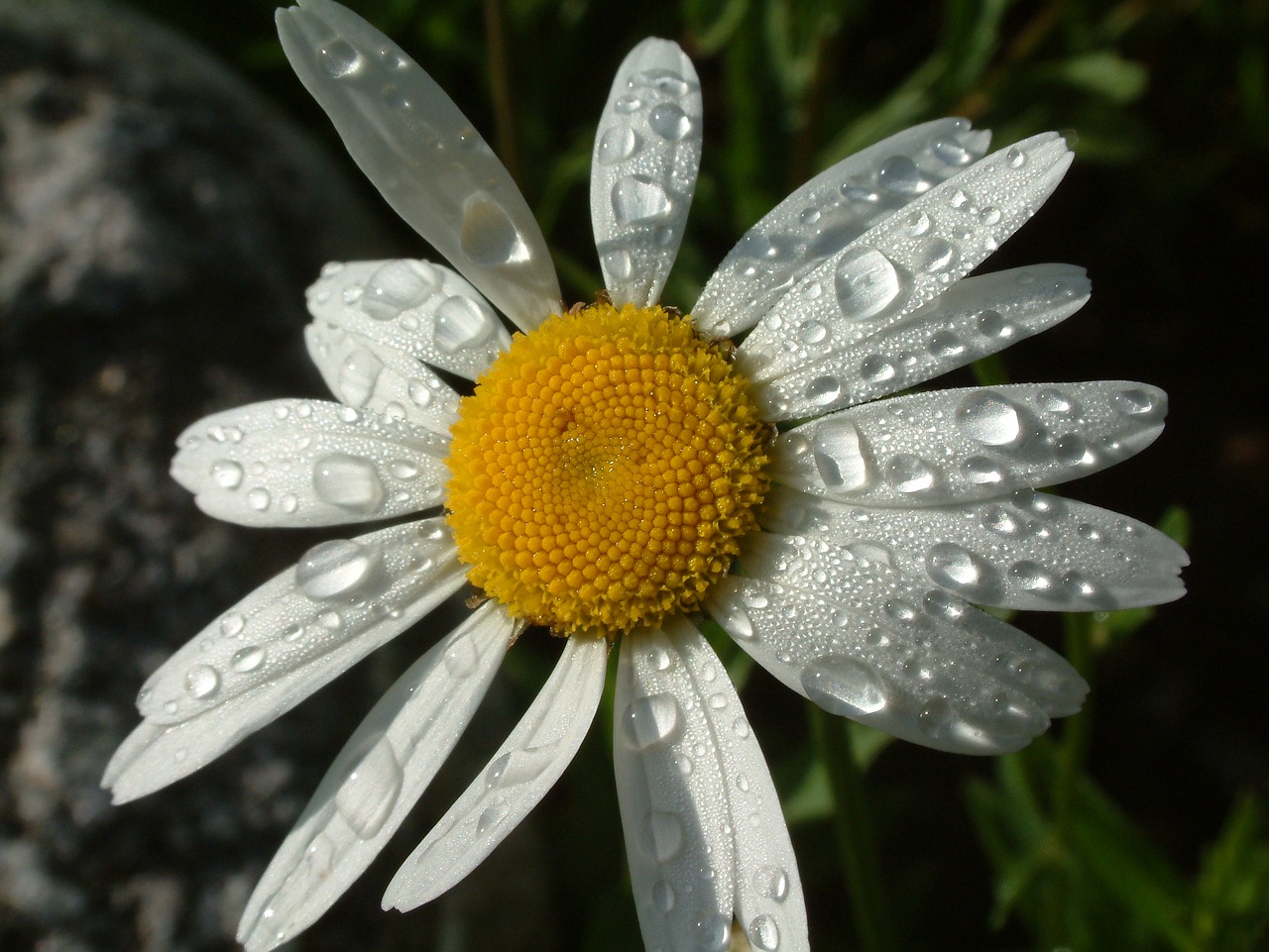 Daisy, Gėlė, Gamta, Pavasaris, Vasara, Augalas, Gėlių, Balta, Žydėti, Natūralus