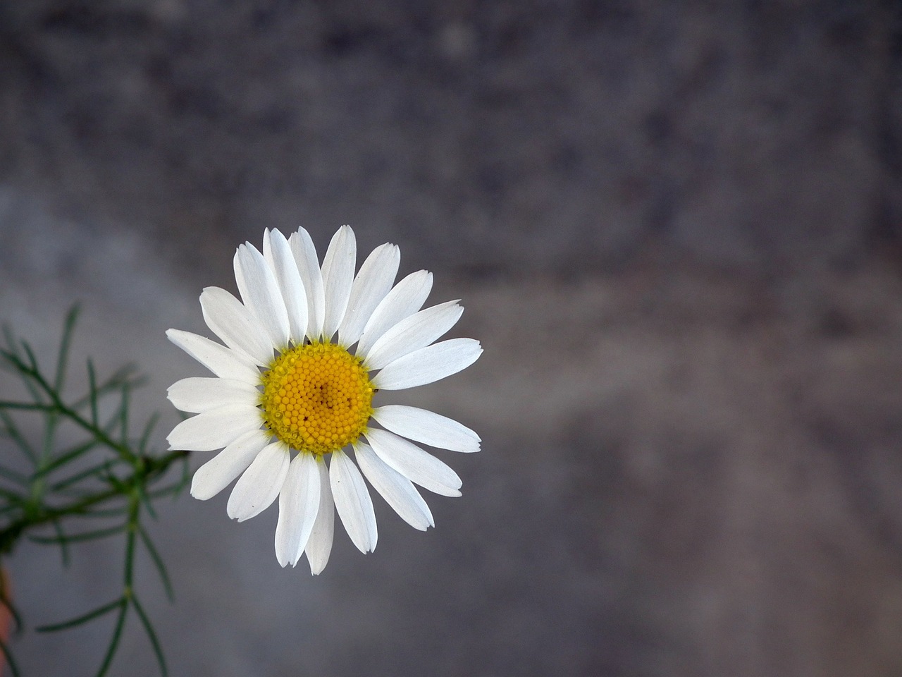 Daisy, Gėlė, Balta, Ramunė, Iš Arti, Žiedlapis, Vasara, Žydėti, Siena, Pilka