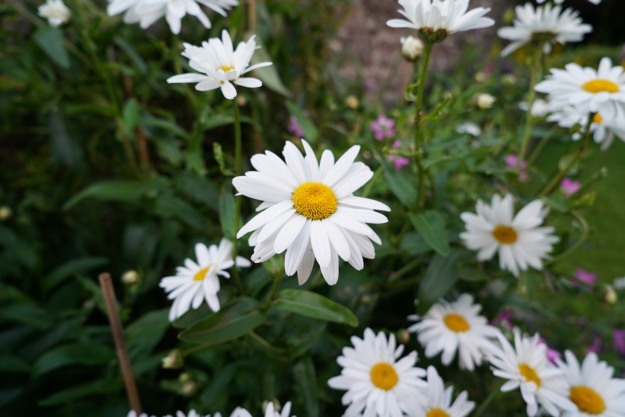 Daisy, Balta Gėlė, Augalas, Gamta, Pavasaris, Gėlė, Sodas, Geltona, Žiedlapis, Žiedas