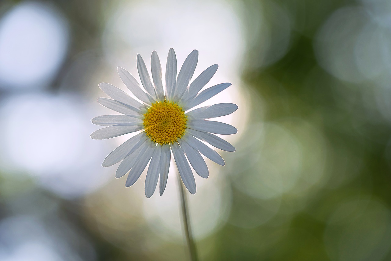 Daisy, Gėlė, Vasara, Gamta, Suomijos Gamta, Nemokamos Nuotraukos,  Nemokama Licenzija