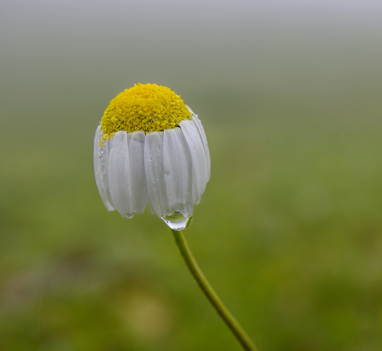 Daisy, Gėlė, Žalias, Highland, Gamta, Vandens Lašas, Vanduo, Lašas, Balta, Augalas