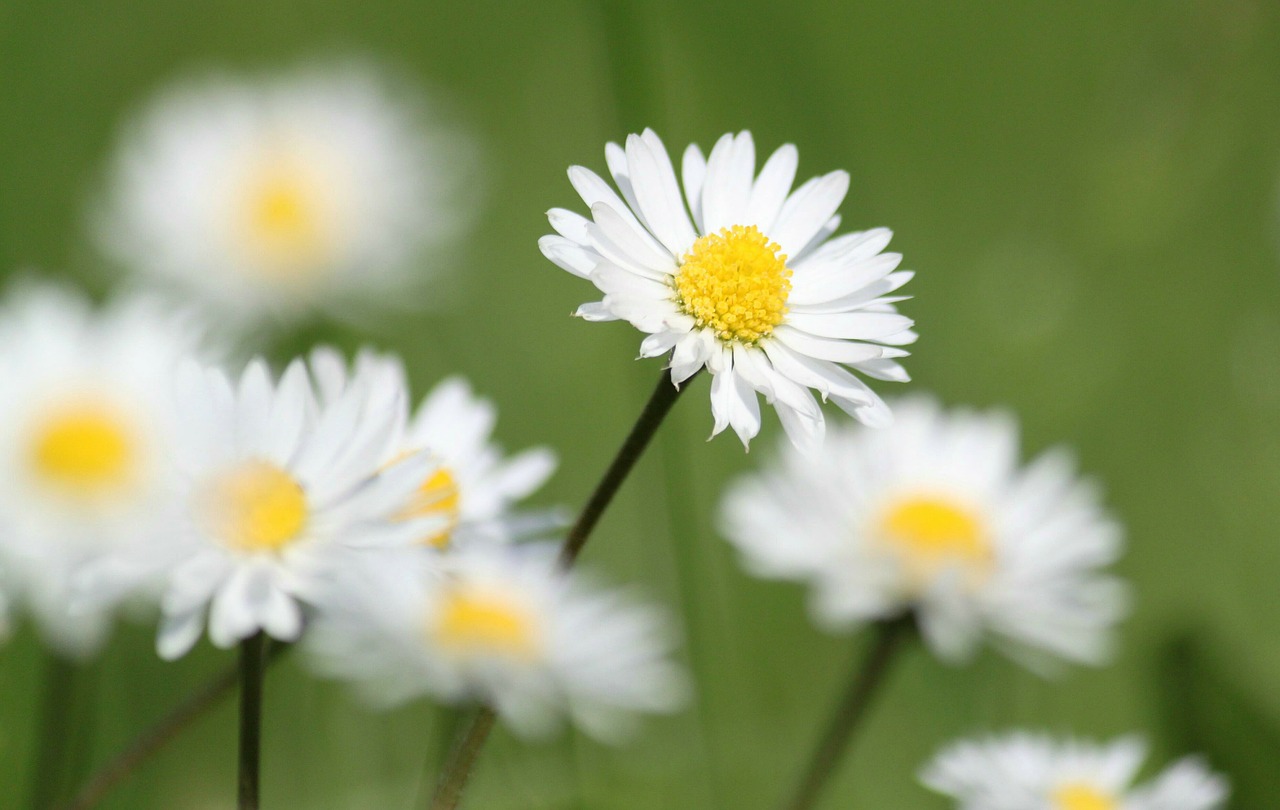 Daisy, Gėlės, Gamta, Gėlė, Augalas, Spalva, Uždaryti, Makro, Pavasaris, Pieva