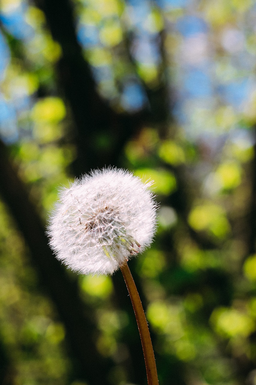 Daisy, Vasara, Pavasaris, Gėlė, Aštraus Gėlė, Balta, Uždaryti, Gamta, Sodas, Žiedas