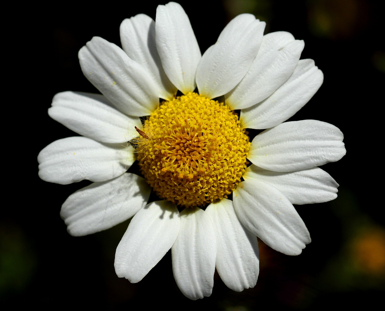 Daisy, Gėlė, Gamta, Augalas, Gėlių, Balta, Vasara, Žydėti, Žiedas, Natūralus