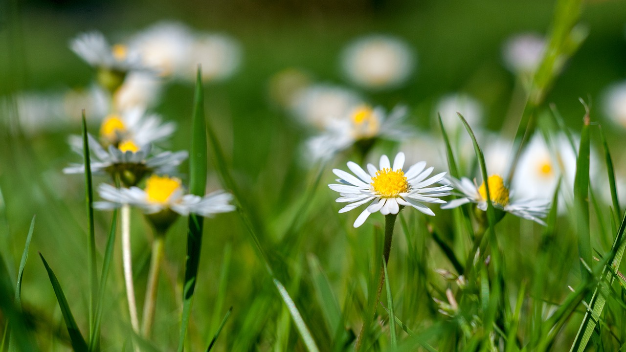 Daisy, Sodas, Žalias, Augalas, Gėlė, Balta, Pavasaris, Žiedas, Žydėti, Skubėti