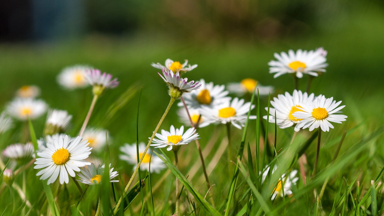 Daisy, Sodas, Žalias, Augalas, Gėlė, Balta, Pavasaris, Žiedas, Žydėti, Skubėti