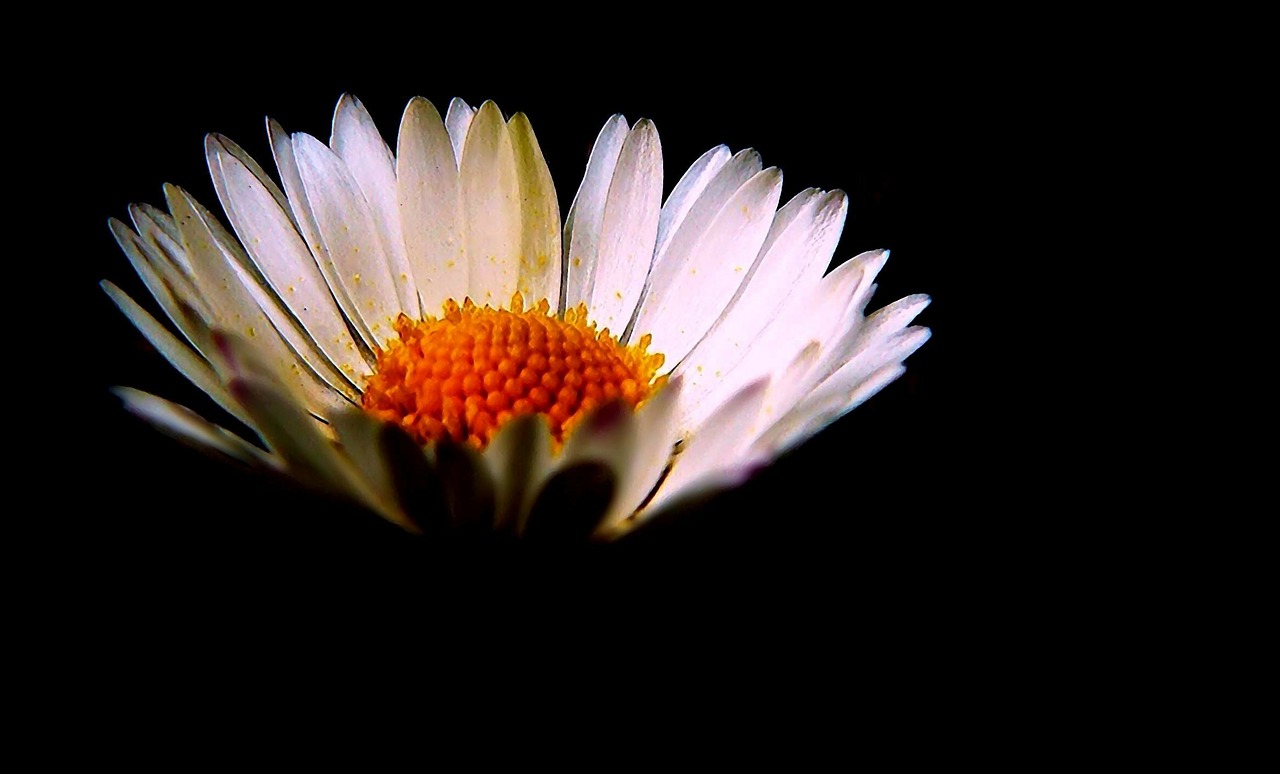 Daisy, Gėlės, Gamta, Gėlė, Augalas, Makro, Pavasaris, Flora, Žiedas, Žydėti