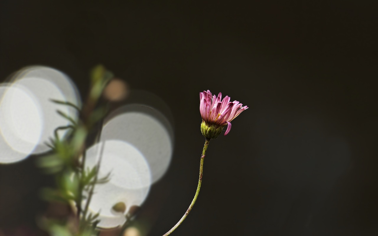 Daisy, Gėlė, Bokeh, Augalas, Gamta, Vasara, Rožinė Daisy, Bellis Filosofija, Flora, Laukinė Gėlė