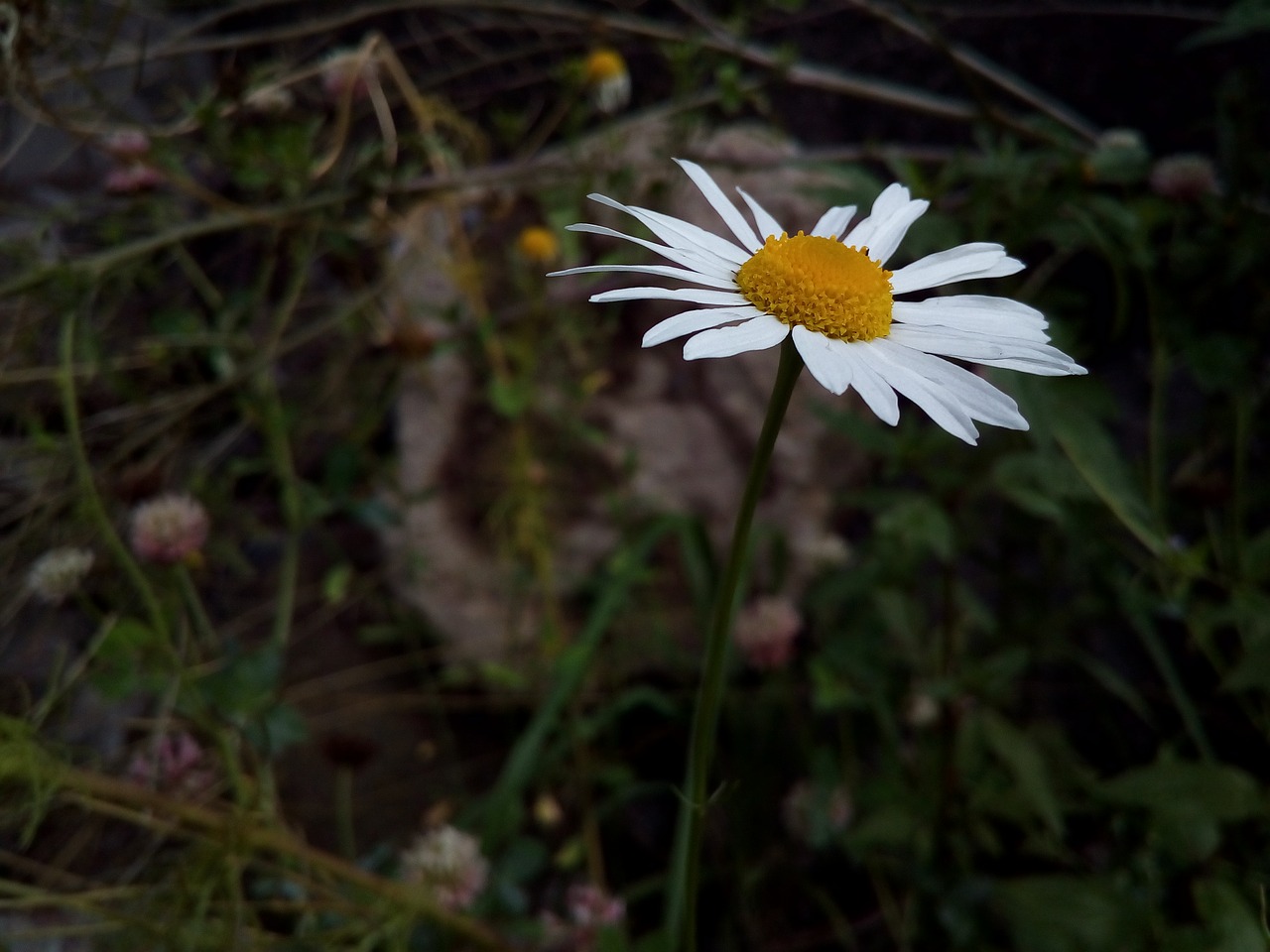 Daisy, Popovic, Gėlė, Laukinės Gėlės, Lauko Augalas, Iš Arti, Žiedlapiai, Žydėti, Augalas, Gėlių Laukas