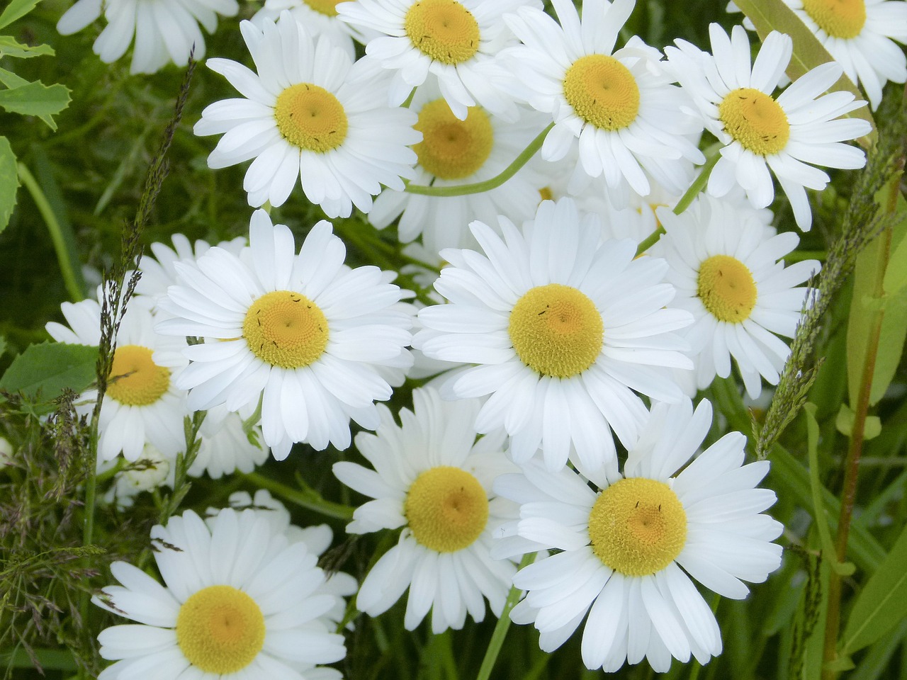 Daisy, Krūva, Gėlės, Laukinės Gėlės, Gražus, Gamta, Rozės, Vasaros Augalas, Pieva, Nemokamos Nuotraukos