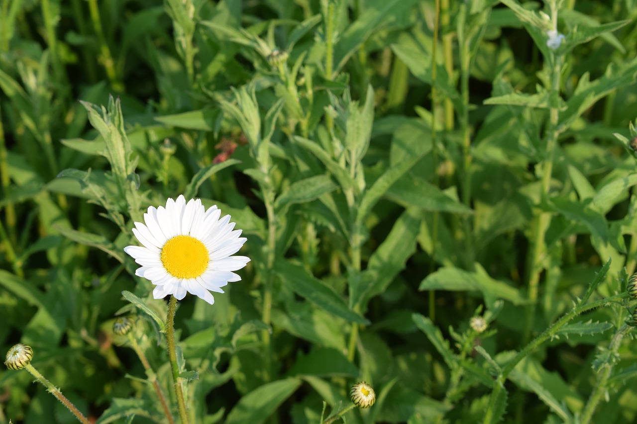 Daisy, Lapai, Pavasaris, Gamta, Lapai, Gėlė, Gėlių, Augalas, Žalias, Vasara