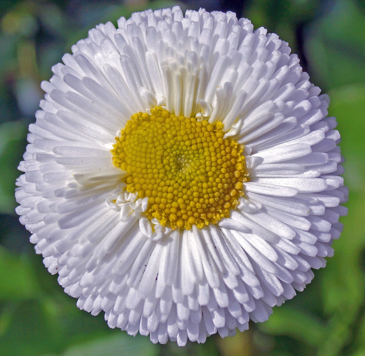 Daisy, Žiedas, Žydėti, Mažos Gėlės, Balta Gėlė, Uždaryti, Nemokamos Nuotraukos,  Nemokama Licenzija