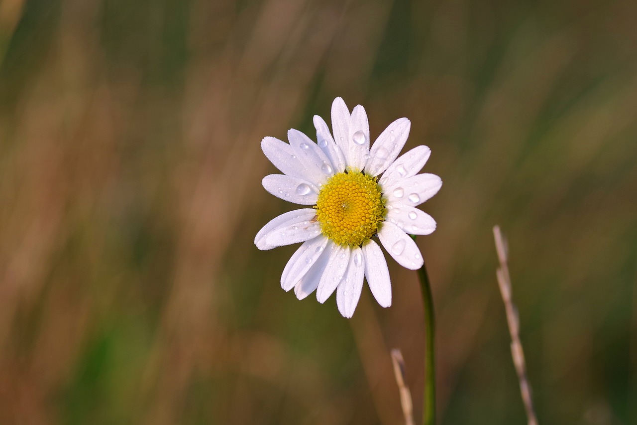 Daisy, Gėlė, Rosa, Lašai, Vasara, Žalias, Augalas, Balta, Žiedlapiai, Geltona