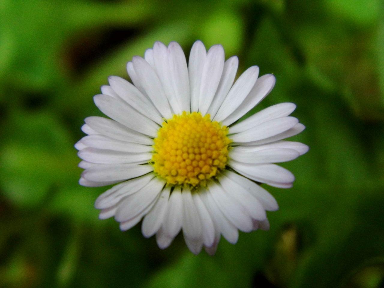 Daisy, Gėlė, Balta, Flora, Gamta, Augalas, Žiedas, Žydėti, Žolėje, Uždaryti