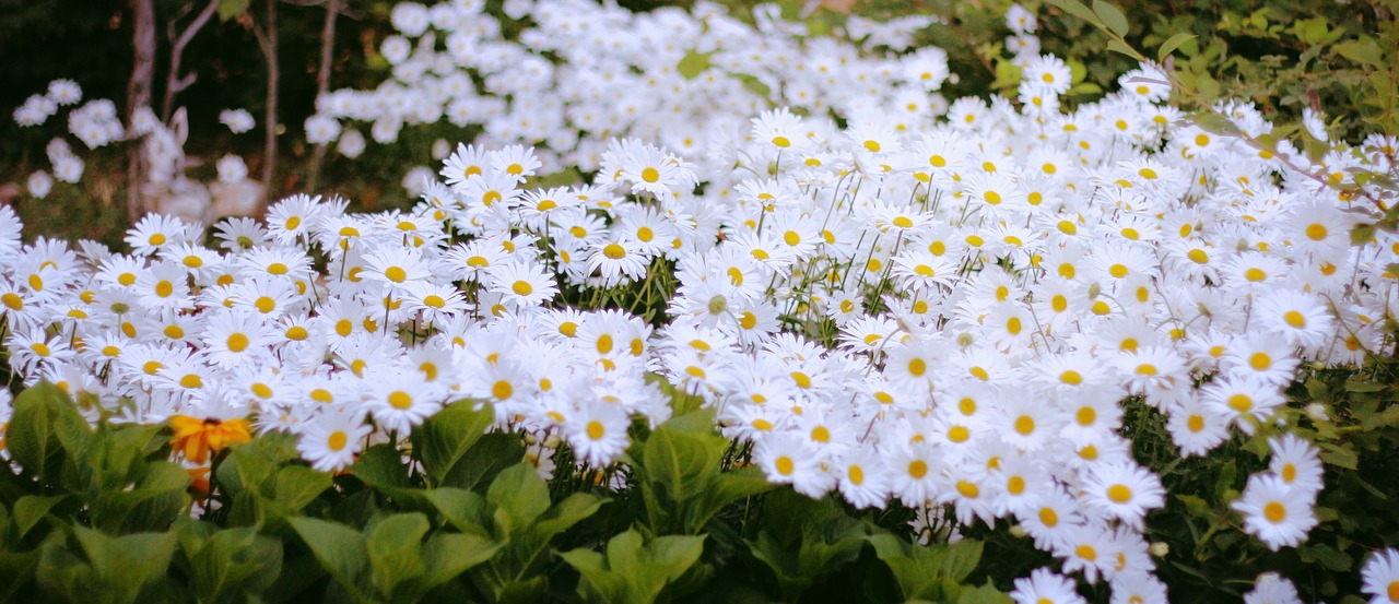 Daisy, Balta, Makro, Nemokamos Nuotraukos,  Nemokama Licenzija