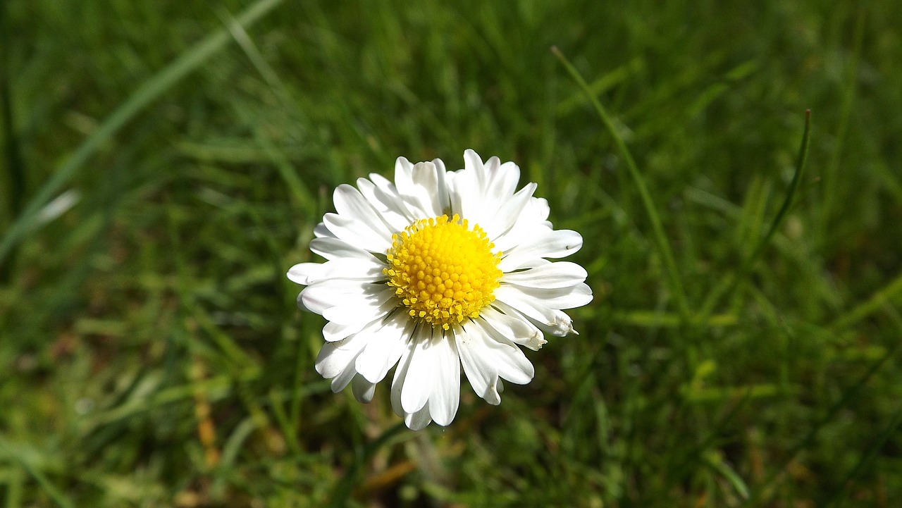 Daisy, Gėlė, Pieva, Pavasaris, Gamta, Klesti, Delikatesas, Makro, Augalas, Gėlės