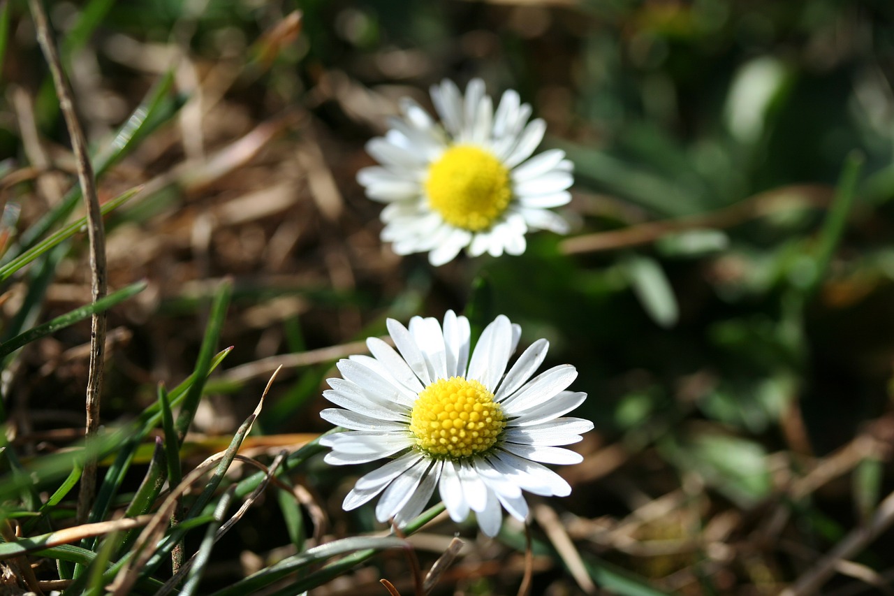 Daisy, Gėlės, Geltona, Balta, Nemokamos Nuotraukos,  Nemokama Licenzija