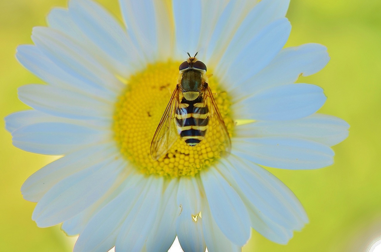 Daisy, Isp, Geltona, Žiedas, Gyvūnas, Skristi, Augalas, Flora, Sodas, Vabzdys