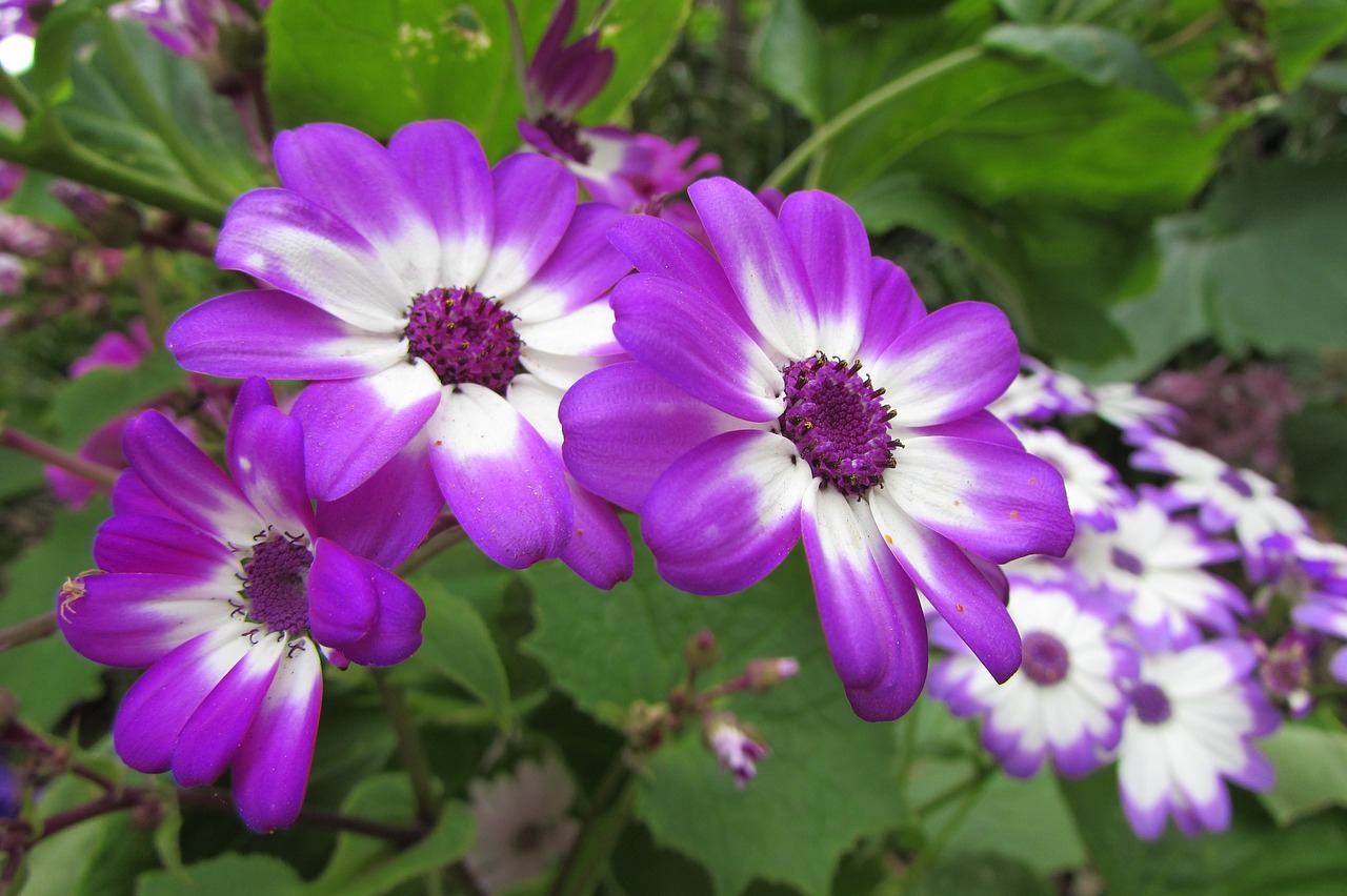 Daisy, Gėlė, Natūralus, Violetinė, Gamta, Flora, Šviežias, Žydi, Bunga, Mekar