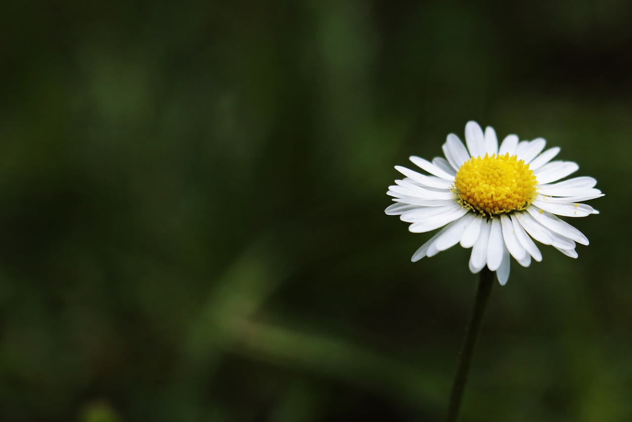 Daisy, Tausendschön, Monatsroeserl, Margritli Bellis Perennis, Gėlių, Gražus, Pieva, Balta, Geltona, Laukinė Gėlė