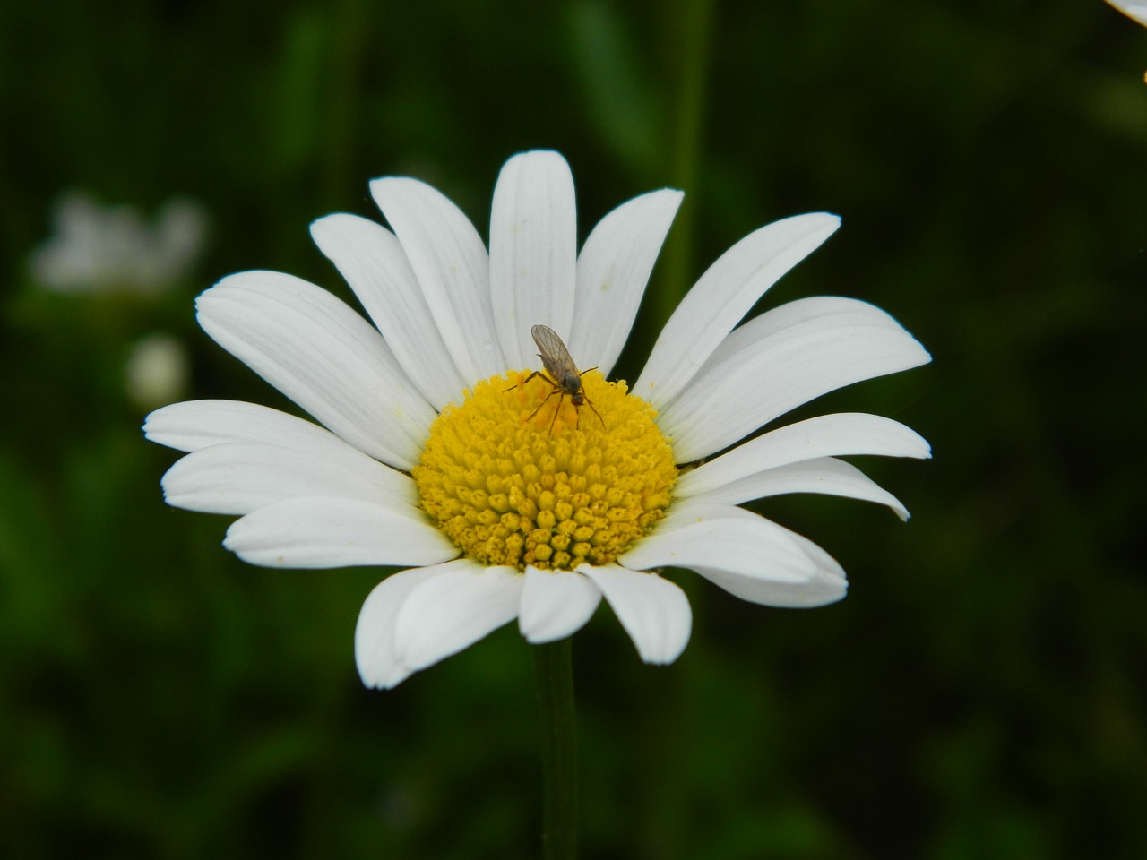 Daisy, Žiedas, Žydėti, Gėlė, Vabzdys, Makro, Nemokamos Nuotraukos,  Nemokama Licenzija