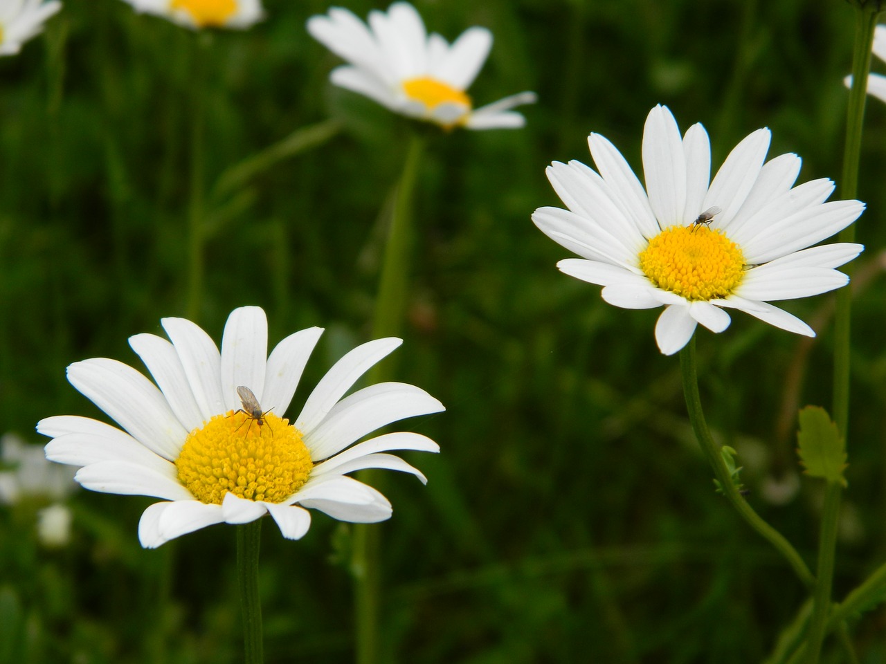 Daisy, Žiedas, Žydėti, Gėlė, Gamta, Uždaryti, Nemokamos Nuotraukos,  Nemokama Licenzija