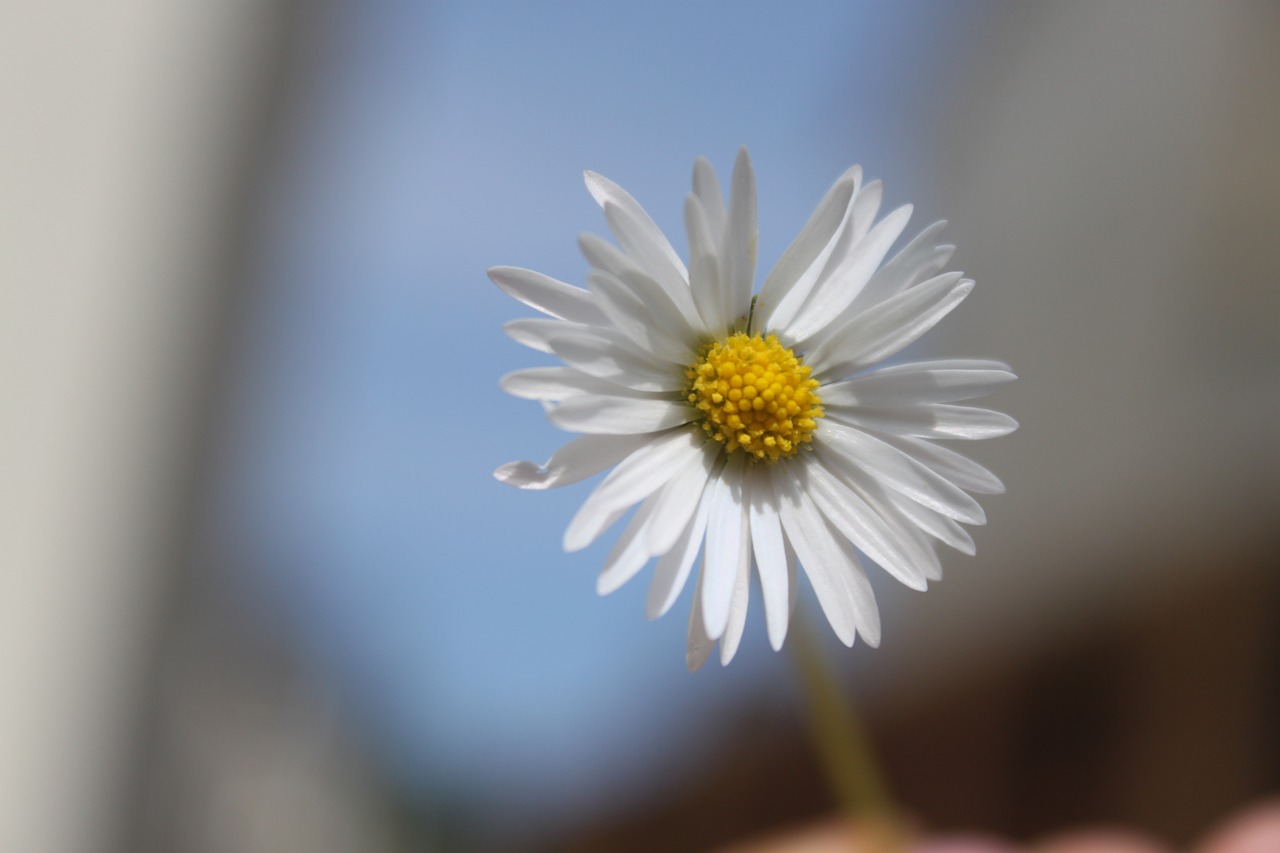 Daisy, Gėlė, Gamta, Nemokamos Nuotraukos,  Nemokama Licenzija