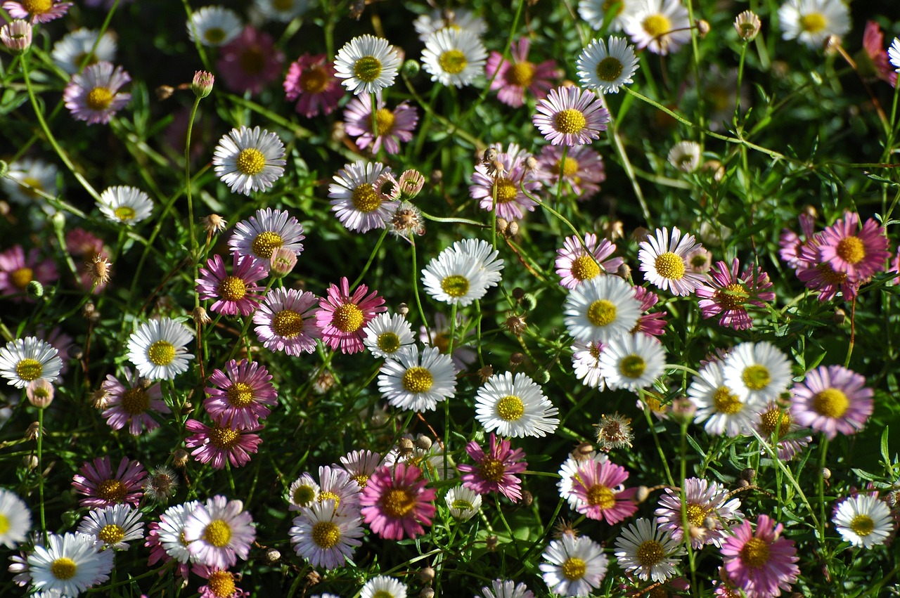 Daisy, Vasara, Sodas, Pieva, Aštraus Gėlė, Gėlė, Žiedas, Žydėti, Augalas, Rožinė Gėlė