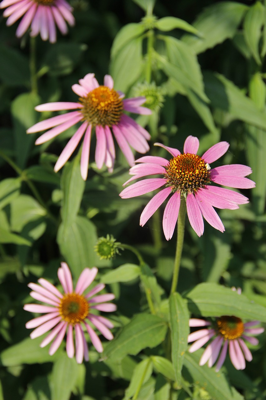 Daisy, Maža Gėlė, Gėlė, Violetinė, Nemokamos Nuotraukos,  Nemokama Licenzija