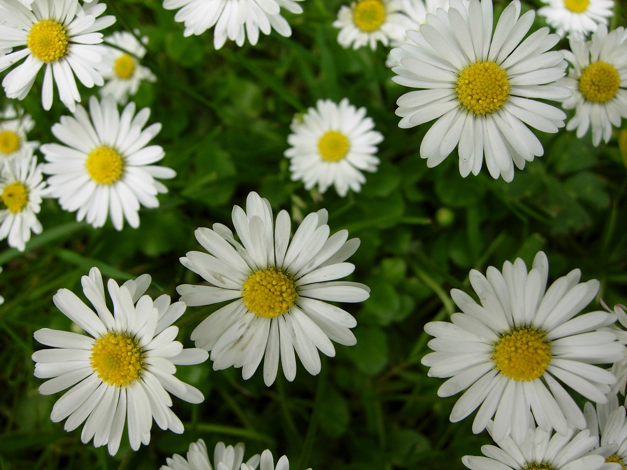 Daisy, Gėlė, Anglija, Gamta, Pavasaris, Augalas, Vasara, Gėlių, Balta, Natūralus