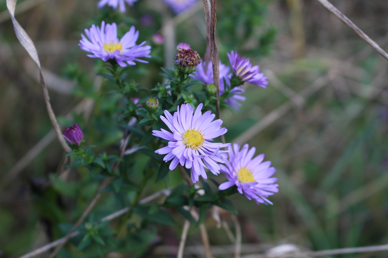 Daisy, Gėlė, Gamtos Lapai, Žalias, Violetinė, Nemokamos Nuotraukos,  Nemokama Licenzija