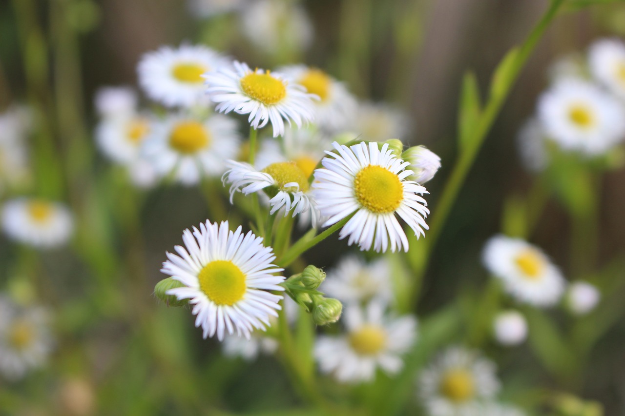 Daisy, Gėlė, Žiedlapiai, Gamta, Augalas, Balta, Nemokamos Nuotraukos,  Nemokama Licenzija