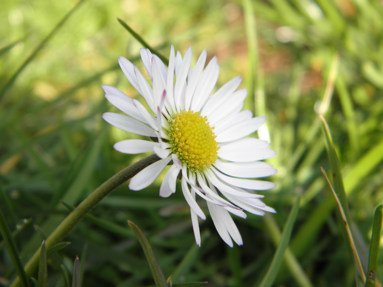 Daisy, Makro, Augalas, Gėlė, Pavasaris, Balta, Žalias, Gamta, Uždaryti, Žiedas