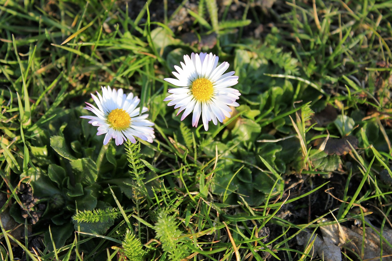 Daisy, Gėlė, Žolė, Laukinė Gėlė, Aštraus Gėlė, Pavasaris, Nemokamos Nuotraukos,  Nemokama Licenzija