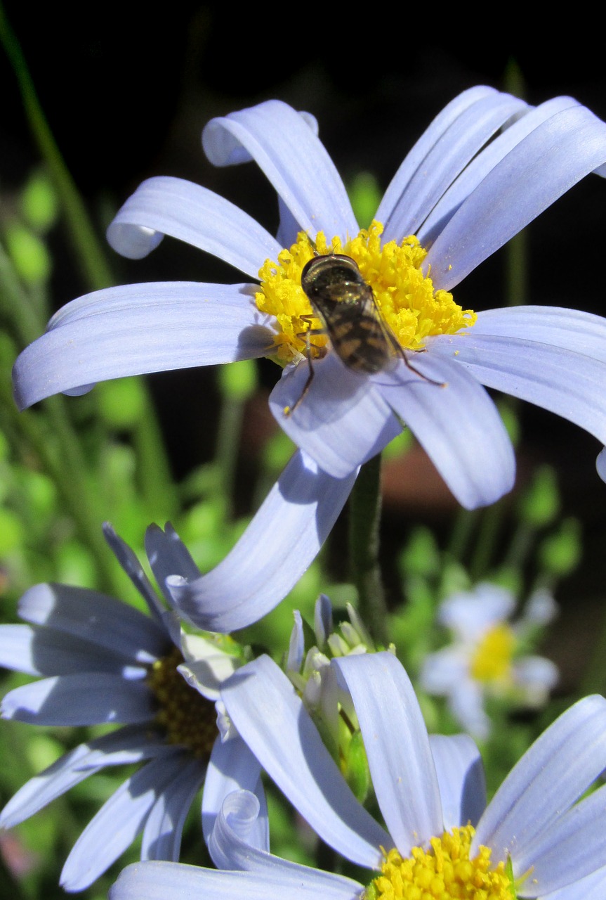 Daisy, Mėlynas, Skristi, Vabzdys, Nemokamos Nuotraukos,  Nemokama Licenzija