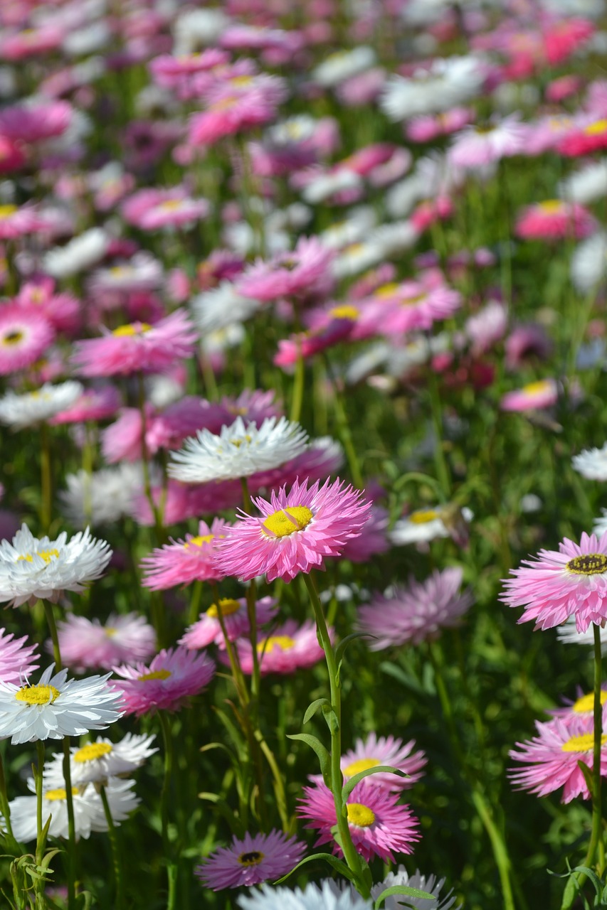 Daisy, Amžinai, Gėlė, Rožinis, Sodas, Gamta, Augalas, Flora, Pavasaris, Žydėti