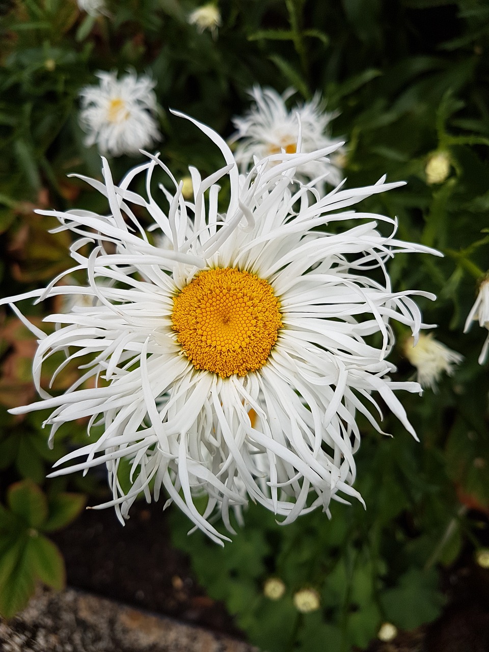 Daisy, Gamta, Gėlių, Žydėti, Geltona, Augalas, Natūralus, Žydi, Balta, Žiedlapis