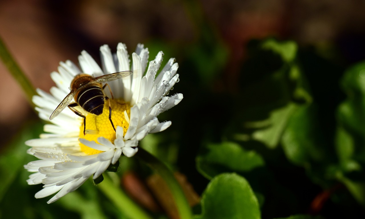 Daisy, Žąsų Gėlė, Balta, Rasa, Morgentau, Žiedas, Žydėti, Baltas Žiedas, Balta Gėlė, Drėgnas