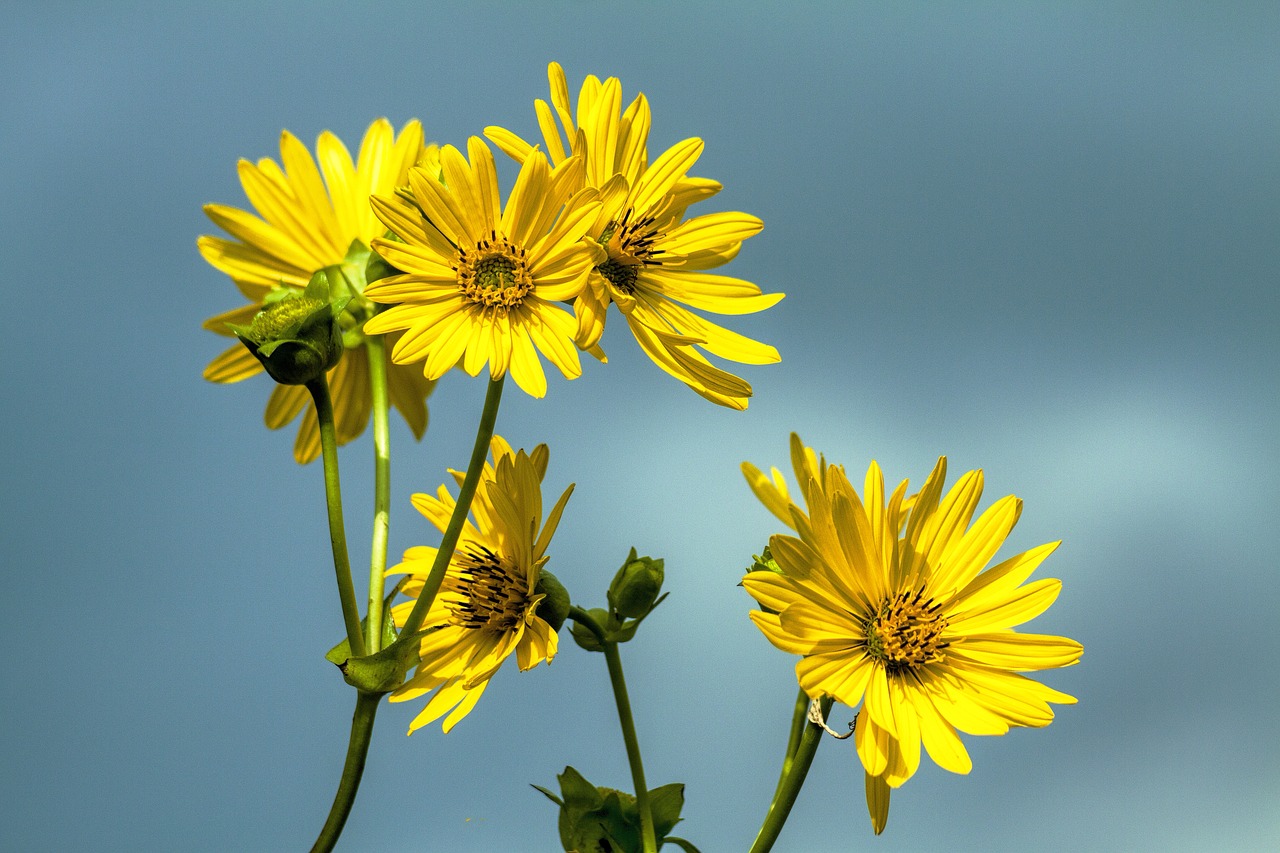 Daisy, Gėlė, Gėlių, Nemokamos Nuotraukos,  Nemokama Licenzija