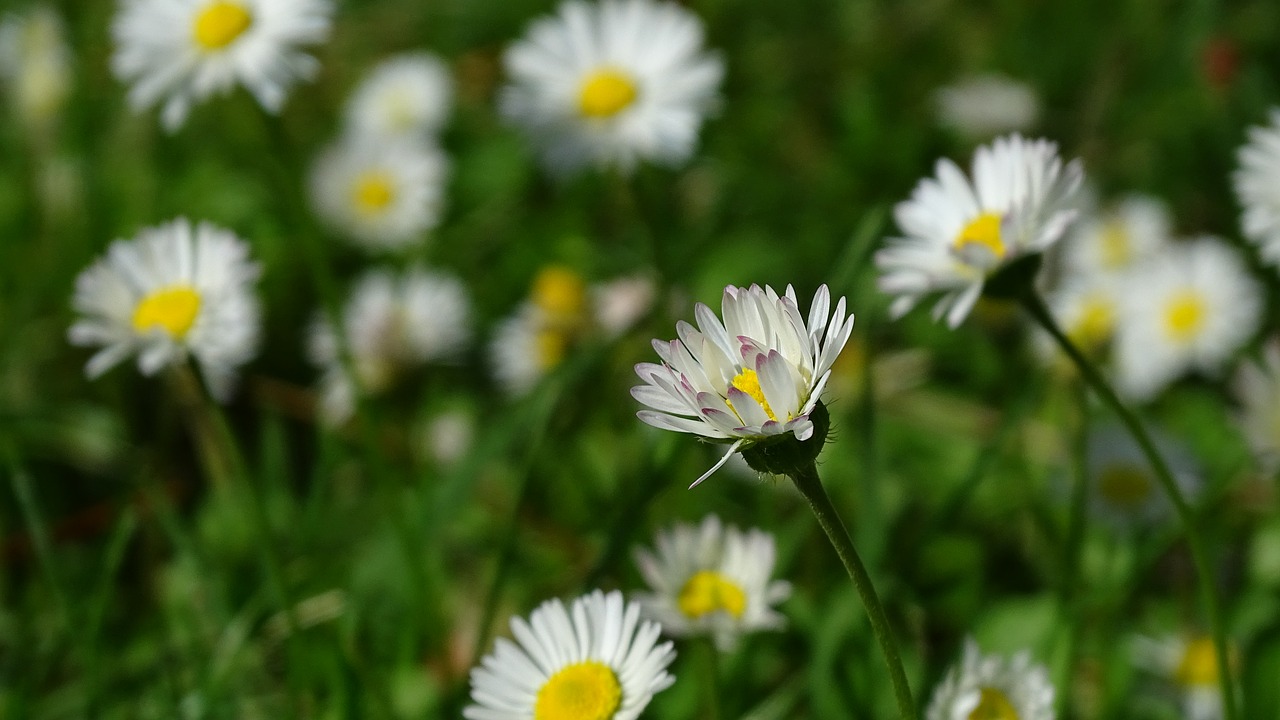 Daisy, Gėlė, Pavasaris, Balta Gėlė, Daugiamečiai Ramunės, Gamta, Sodas, Žydėjo, Žolė, Žydėjimas