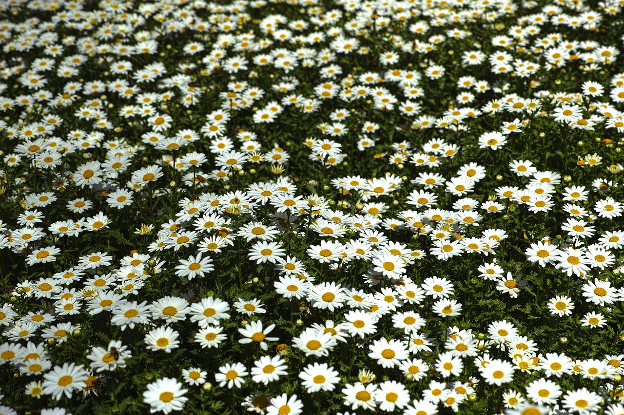 Daisy, Rozės, Gėlė, Makro, Gėlės, Gamta, Makro Chichewa, Augalas, Pavasaris, Sodas