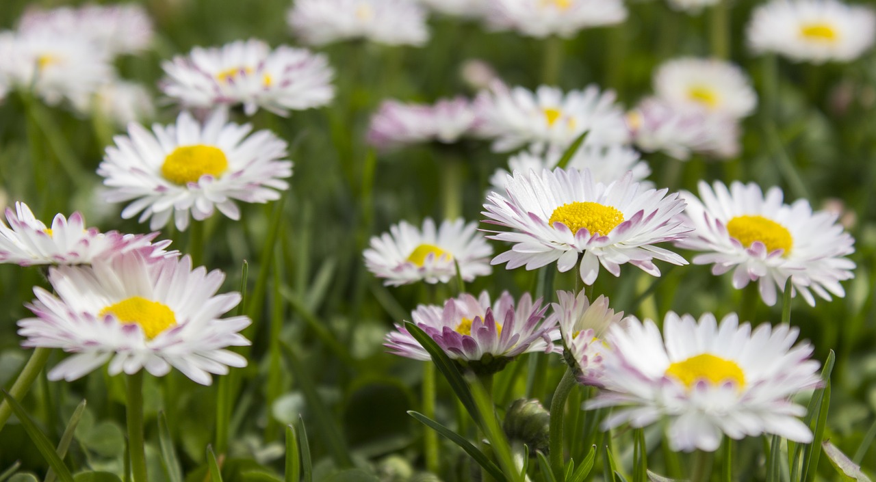 Daisy, Žolė, Paprastas, Gamta, Iš Arti, Nemokamos Nuotraukos,  Nemokama Licenzija