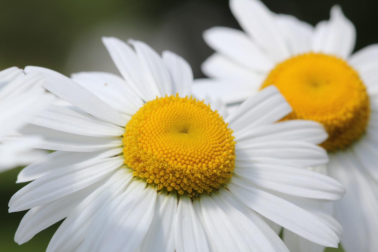 Daisy, Wildflower, Vasara, Saulė, Balta, Gėlė, Gamta, Augalas, Natūralus, Žiedas